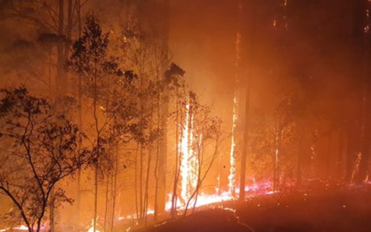 Bushfire Risk Assessment Wollongong | Protecting Homes with Expert Fire ...
