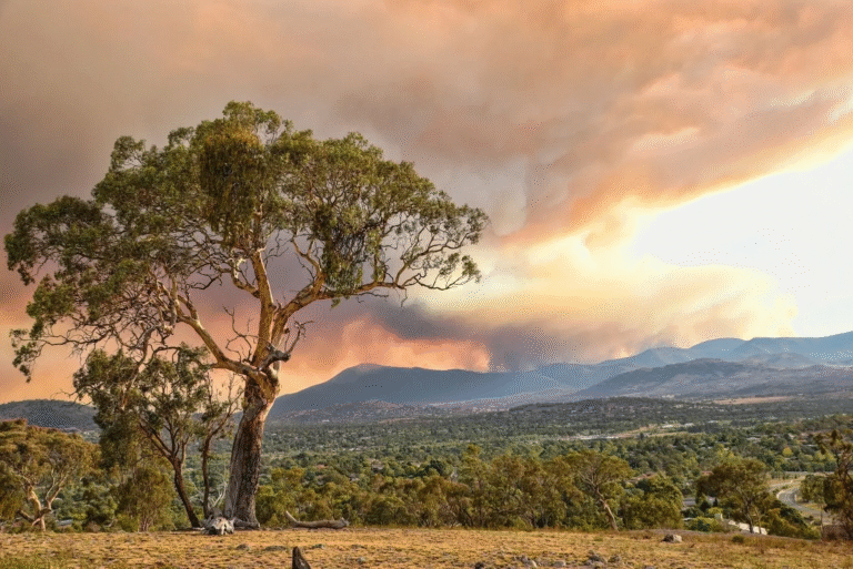 How to Get a BAL Certificate in Wollongong Without Delays